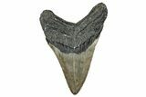Bargain, Fossil Megalodon Tooth - North Carolina #348256-2